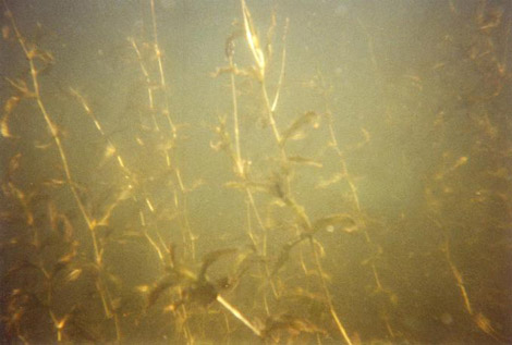 Pike Fishing weed beds